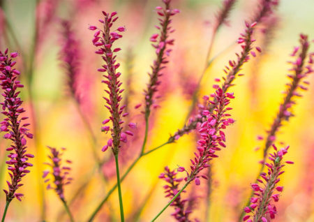 Better Plant and Garden Photography - Stockton Bury Gardens