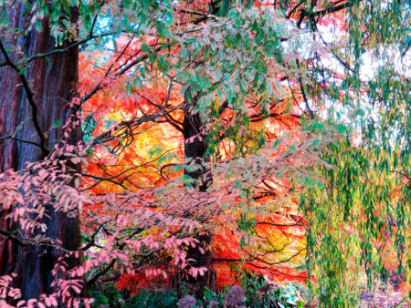 Cambridge University Botanic Garden (IGPOTY 16)