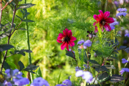 Lieblingsbeet by Antje Kohlstedde