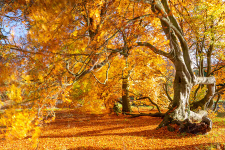 Autumn Wave by Hamish Roots