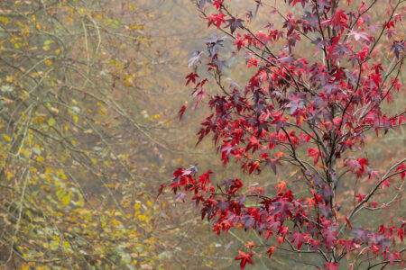 Sweet Gum in Autumn by Michael Barke