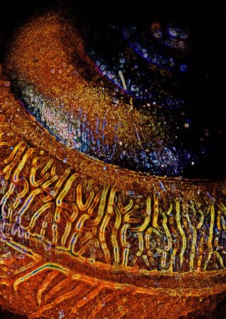 Clay Pot by Elizabeth Fiddy