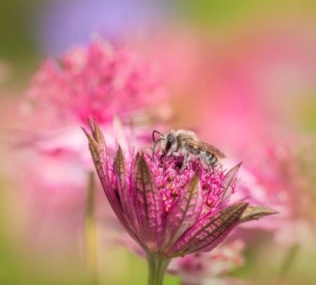 In the Pink by Molly Hollman