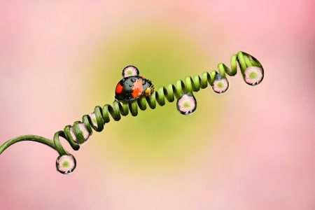 Ascending by Diana Chan