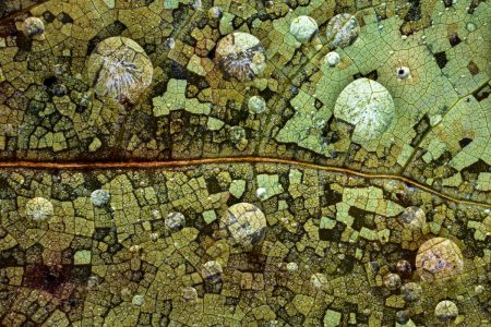 Leaf Map by Erik Nevels