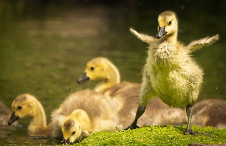 Bodnant Goslings by Michael Jones