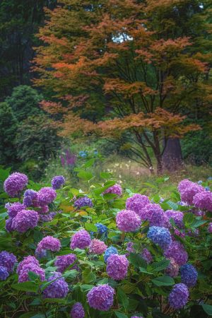 Bodnant Hydrangeas by Rory McDonald