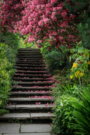 Blooming Steps by David M. Metcalfe