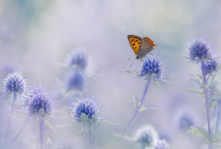 Small Copper on <i>Eryngium</i> by Julie Pigula