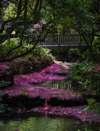 River of Petals by michael Jones