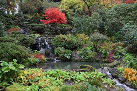 The Lone <i>Acer</i> by David Raggett