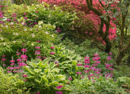 Perfect Pinks by Jane M. Duckworth