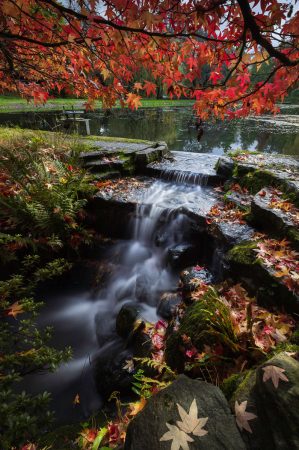 Autumn Leaves by Michael Jones