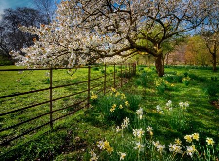 Spring Blossom at the Fence by Stephen Bell