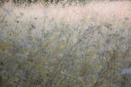 In The Meadow by Margaret Smith