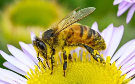 Worker Bee by Chris Mansfield