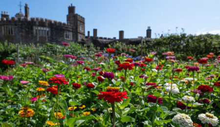 <i>Zinnia</i> Flower Bed by Nick Farrer