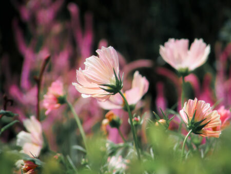 In Bloom by Lucy Ayling