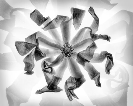 <i>Magnolia</i> by Wolfgang Wiesen