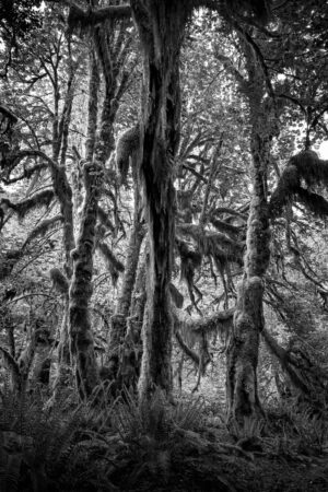 Trees Cloaked in Moss by Aziel Keith Sales
