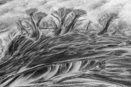 Beach Trees by Karin de Jonge