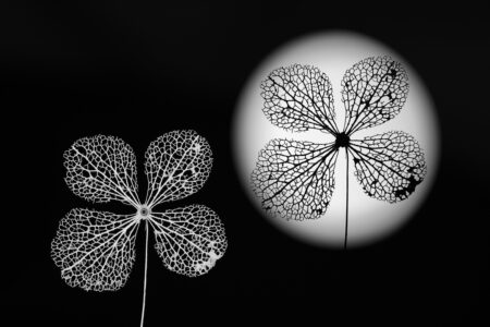 <i>Hydrangea</i> Leaf Skeleton Windmills by Sophie Mijnhout