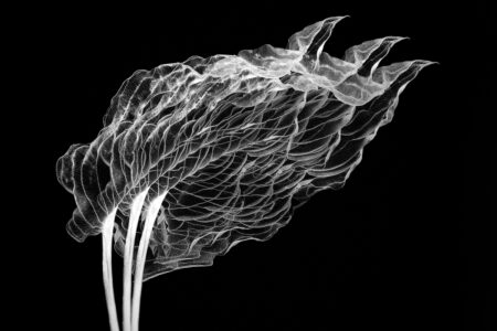 <i>Hosta</i> by Claire Carter