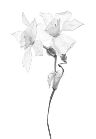 Still Beautiful <i>Narcissus</i> by Marlene Finlayson