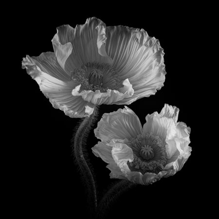 Catching the Light by Penny Myles