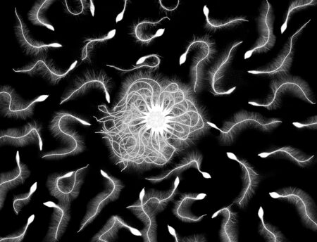 <i>Clematis</i> by Wolfgang Wiesen