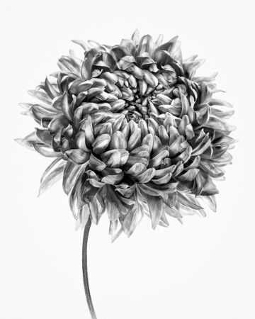 <i>Chrysanthemum</i> on White by Patti Lamm