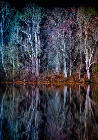 Reflected Trees by Elaine Cox