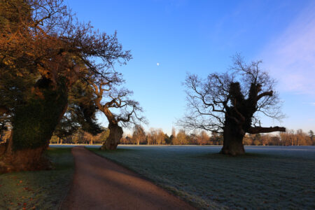 Cool Moon over Old Giants by Ginny Boscawen