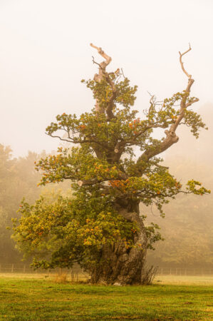 Ballerina Tree by Carolyn Haslam