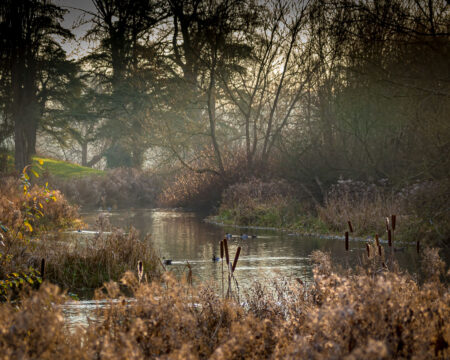 Quiet Stretch of the Stream by Elaine Cox