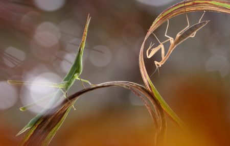 Yin and Yang by Pepe Badia Marrero