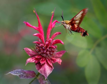 Hummingbird Clearwing Moth by Vicki Wert