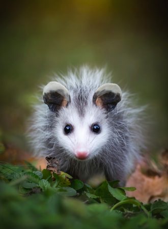 The Brave One by Darya Zelentsova