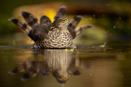 Autumn Bath by Tomasz Bednarski