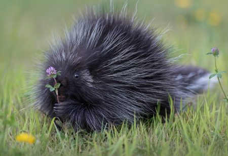 Now You See Me! by Darya Zelentsova