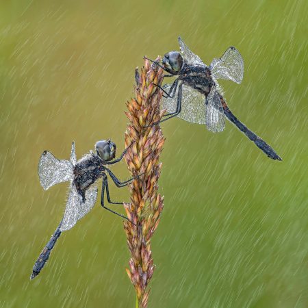 Black Darters by Tony North