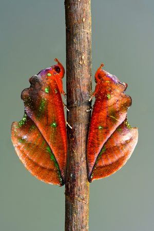 Hidden Moths by Minghui Yuan