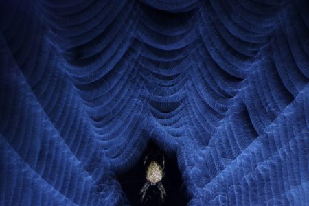 The Ringmaster by Norbert Kaszás