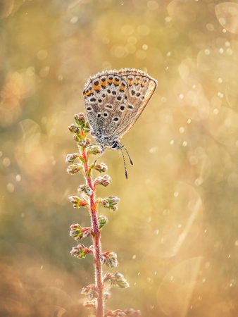 Common Blue on Heather by Tony North